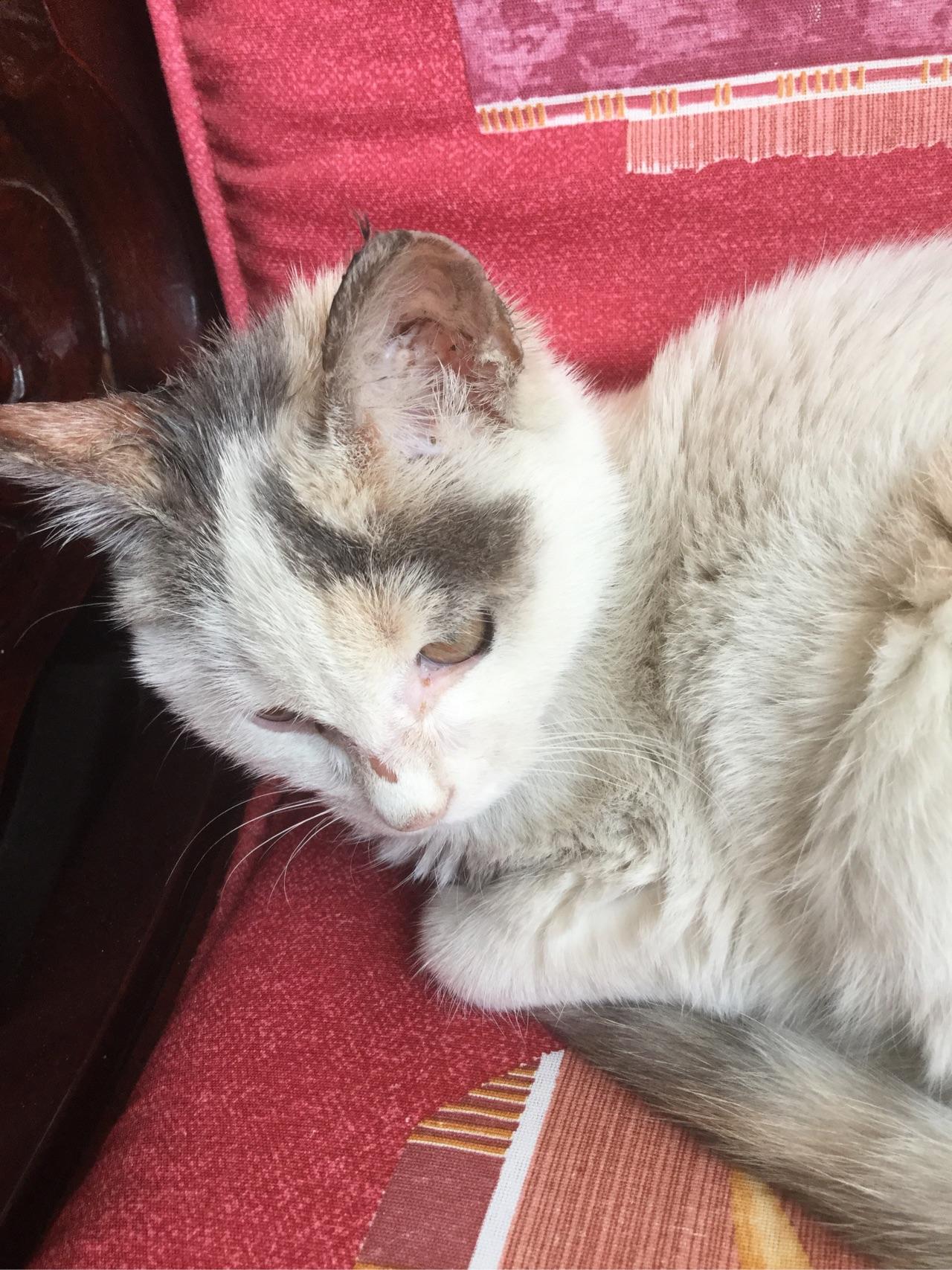 请问我家猫咪这猫藓怎么治?