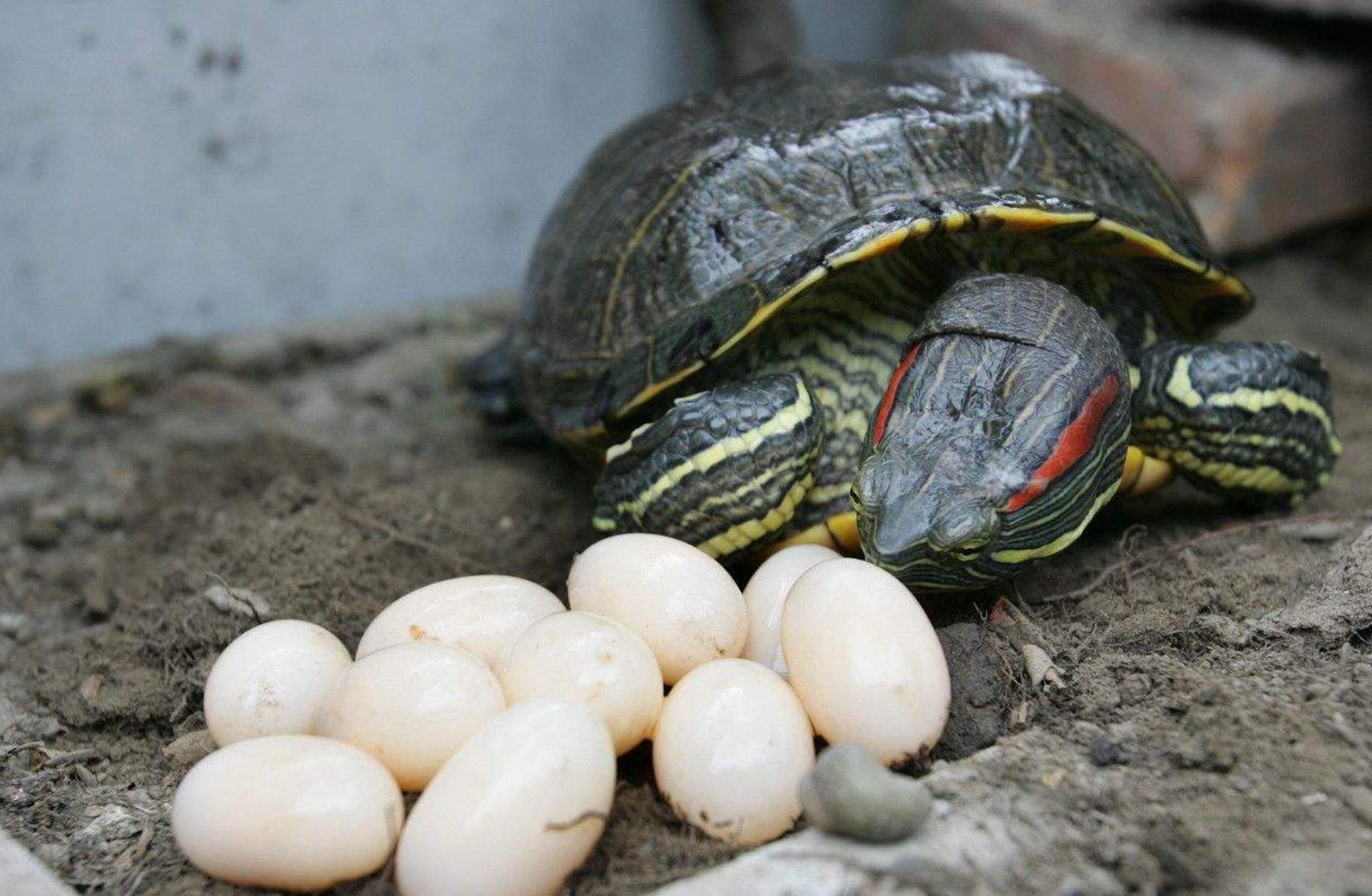 乌龟能活多久？巴西龟呢? - 知乎