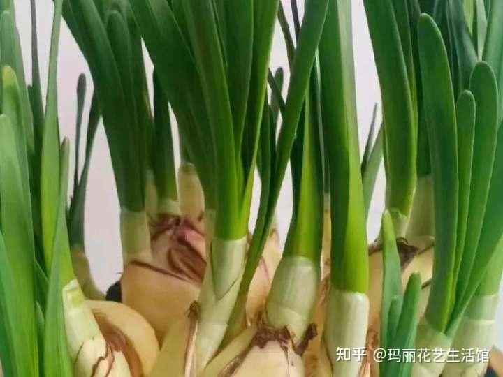 花香满屋，一起养水仙花吧，水仙“装蒜”不开花等常见问题解答 - 知乎