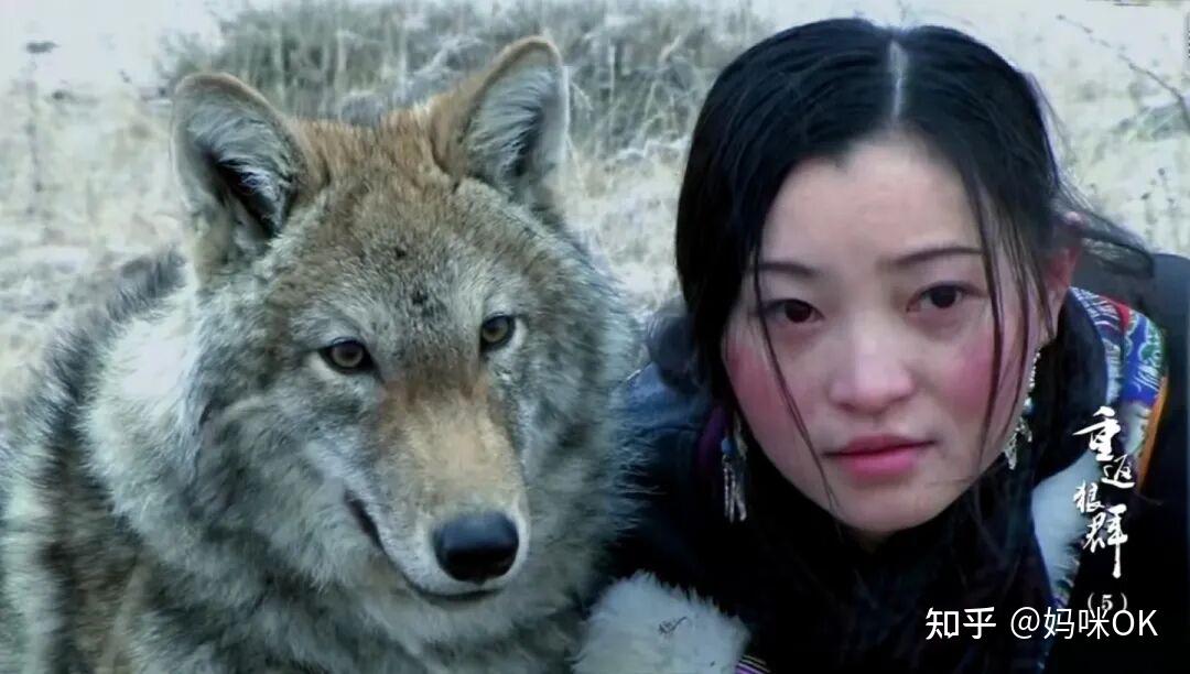 新年第一爆,我被一只叫“格林”的小狼骗干了眼泪 - 知乎