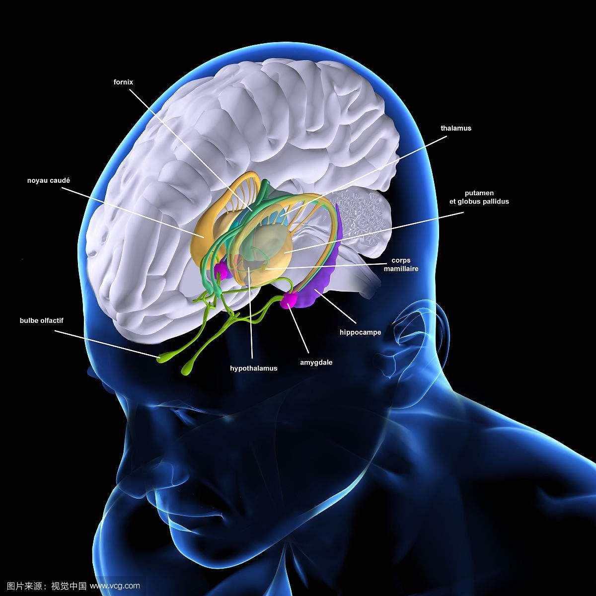 人的大脑是按照大脑皮质神经细胞――a10神经群――额前区――自我
