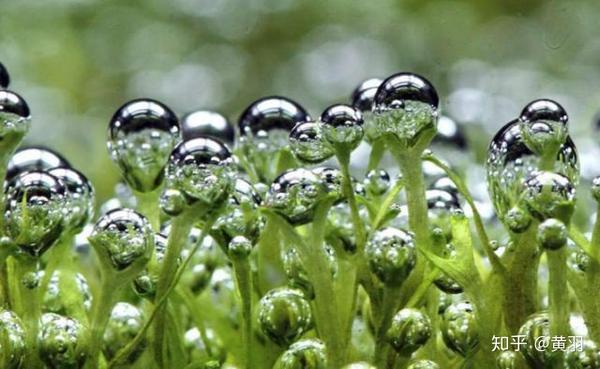 草缸里的水草是否真的需要co2 知乎 草缸里的水草是否真的需要co2 知乎