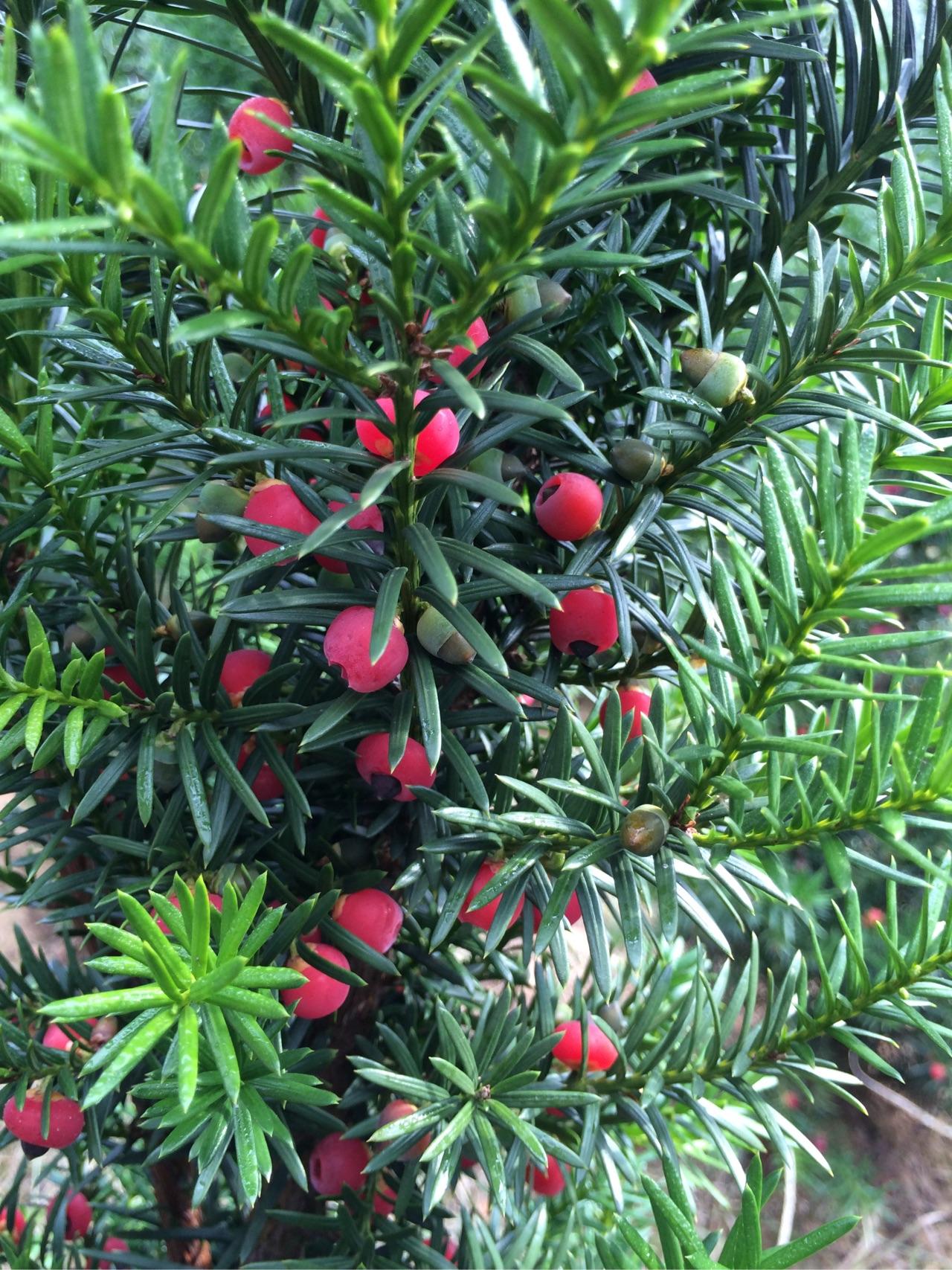 家里的红豆杉结果了,忍不住尝了一颗,好甜!没毒吧? - 知乎