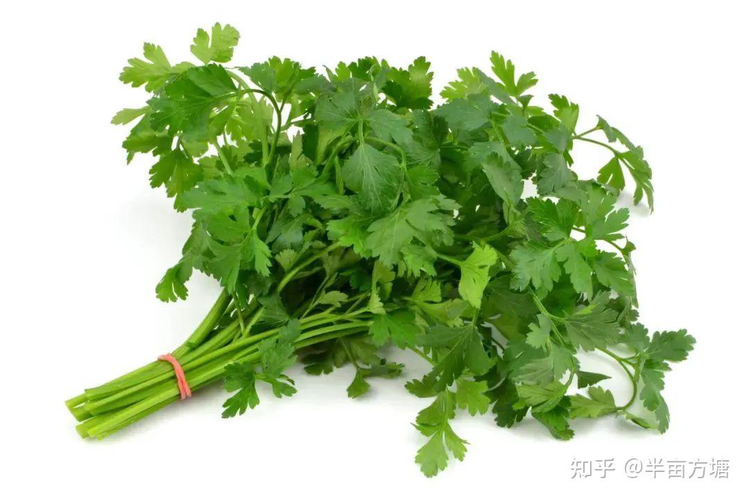 黑红也是红说说香菜营销学