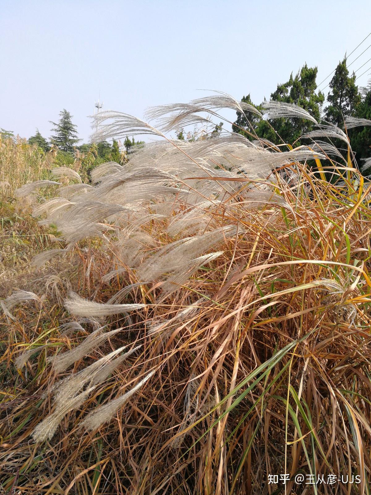 荻花何须秋瑟瑟——荻 - 知乎