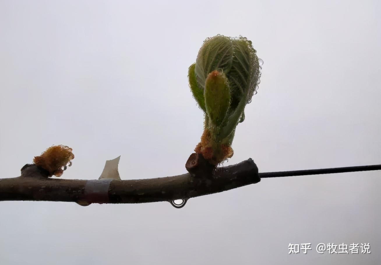 猕猴桃萌芽期,果农重点做好3件事,果树萌芽整齐,不怕倒春寒 