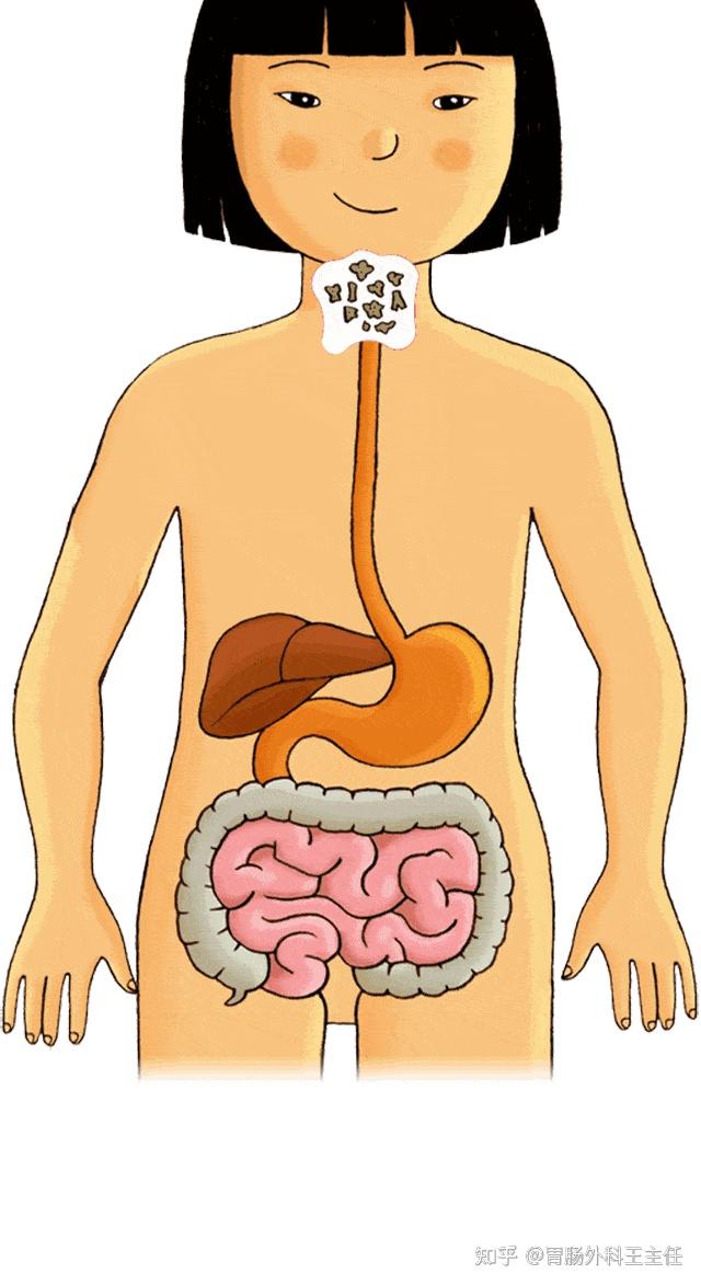 人体重要的排泄器官图片