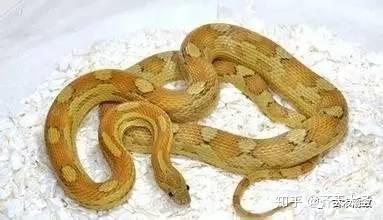 小时候发生在我身边的灵异事件之黄蛇姑