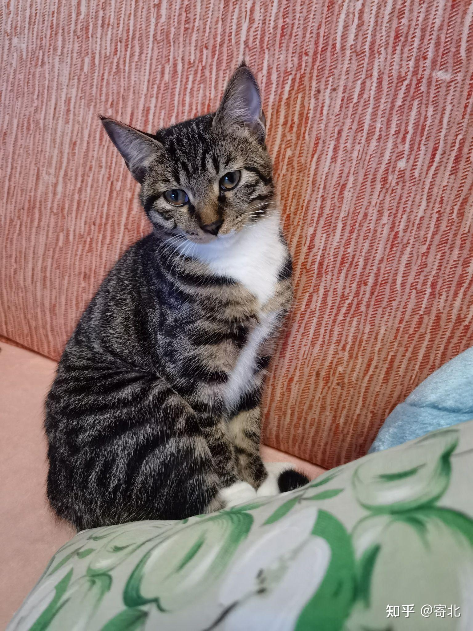 白餐巾白手套的狸花猫能有多漂亮? - 知乎