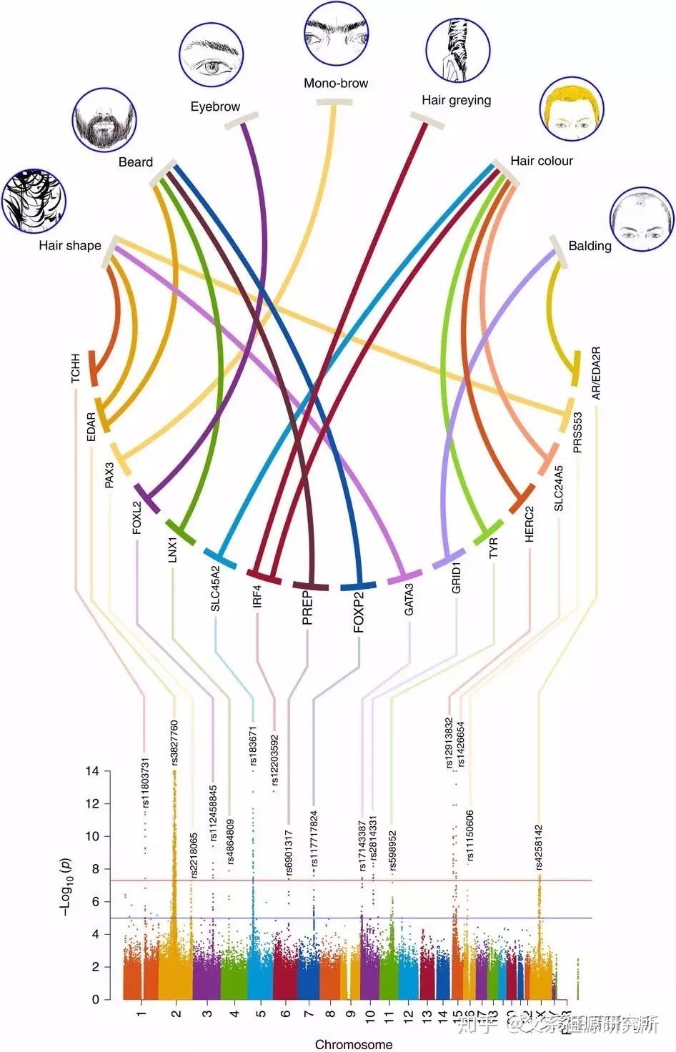 单倍群G人口_世界y单倍群人口分布