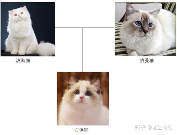猫谱排名图片