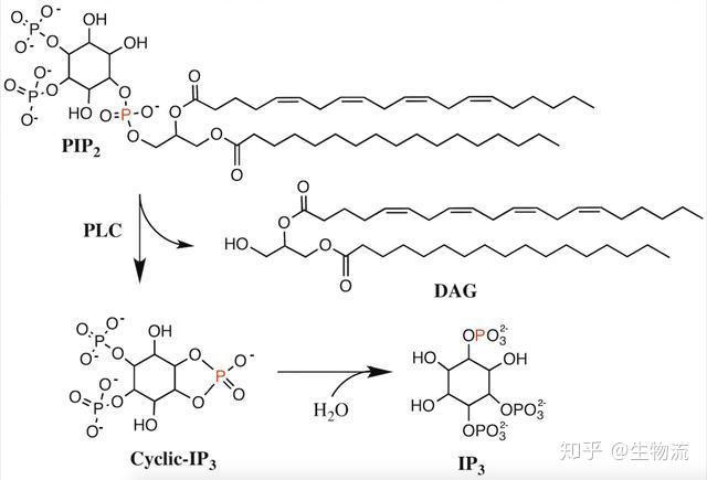 磷脂酶c是什么呢?