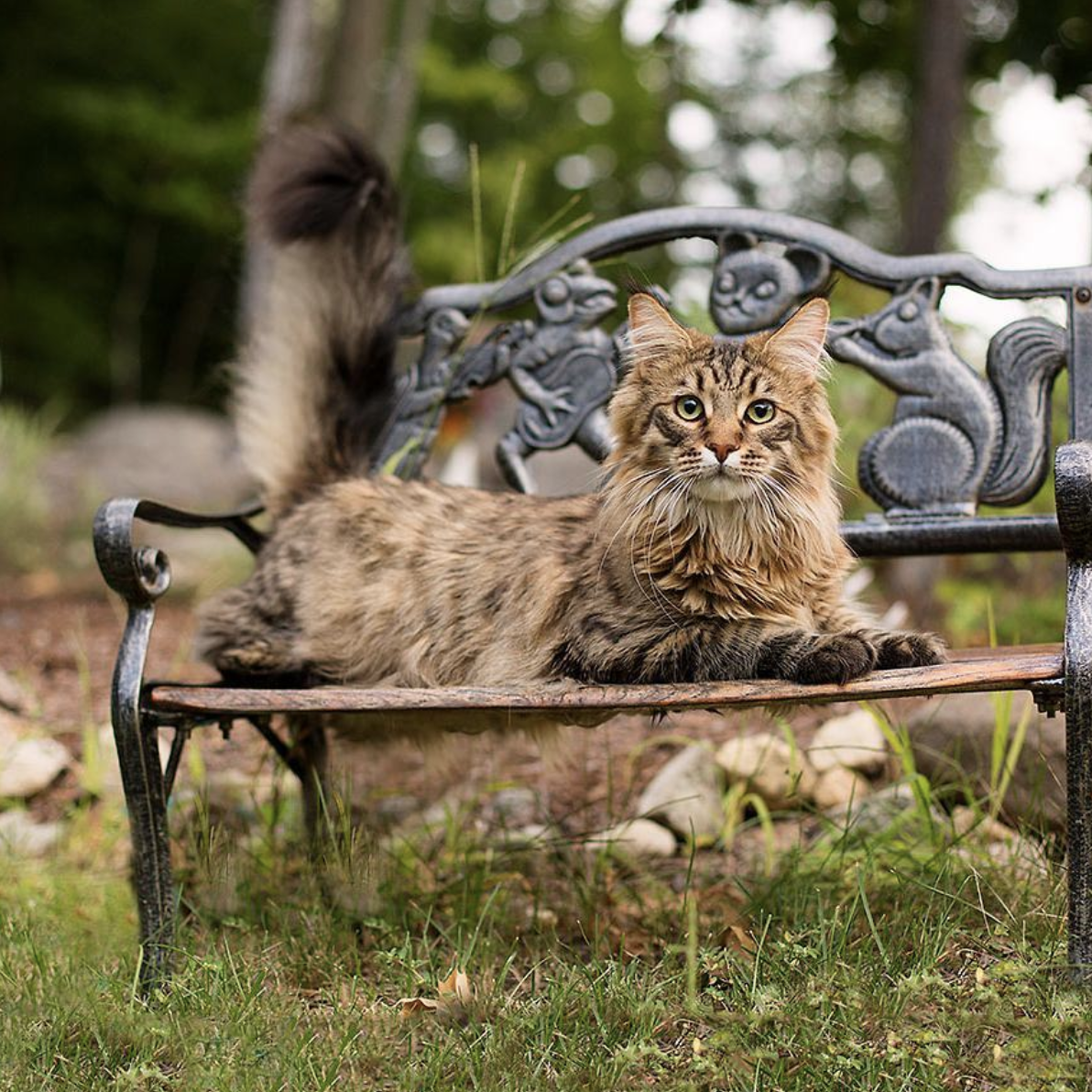 吸猫大会缅因猫willow