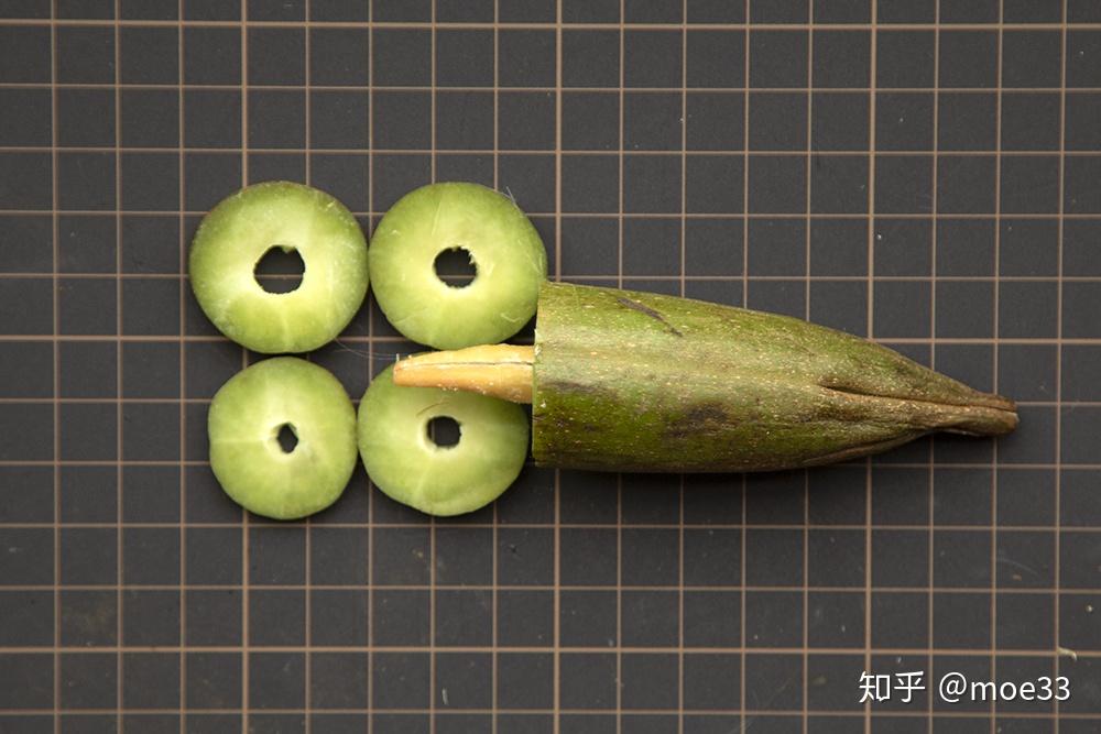 食物与植物|羊排果,苦子果与蛇瓜