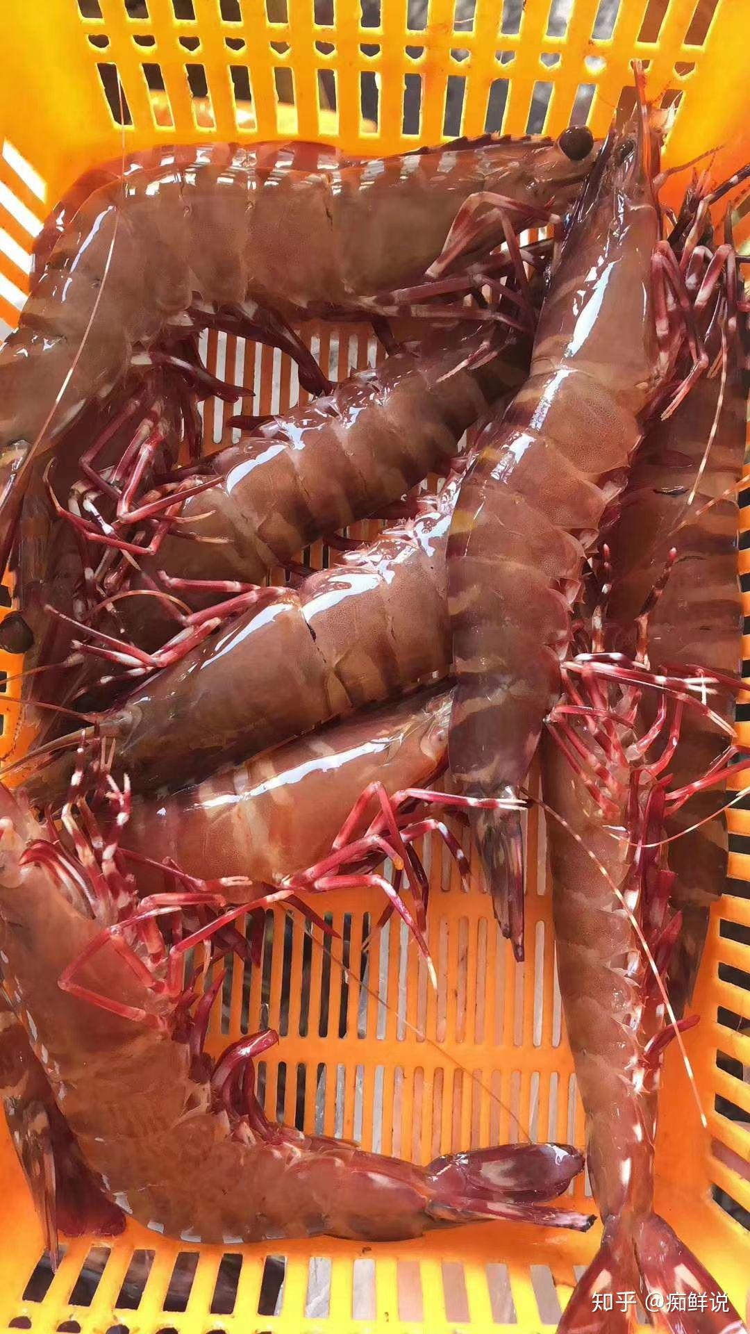 痴鲜野生海鲜顶级活冻黑虎虾土豪中土豪