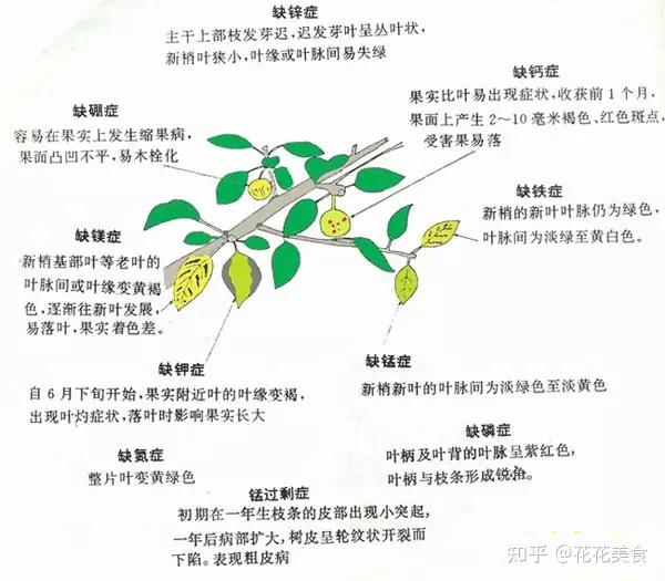 植物缺素口诀图片