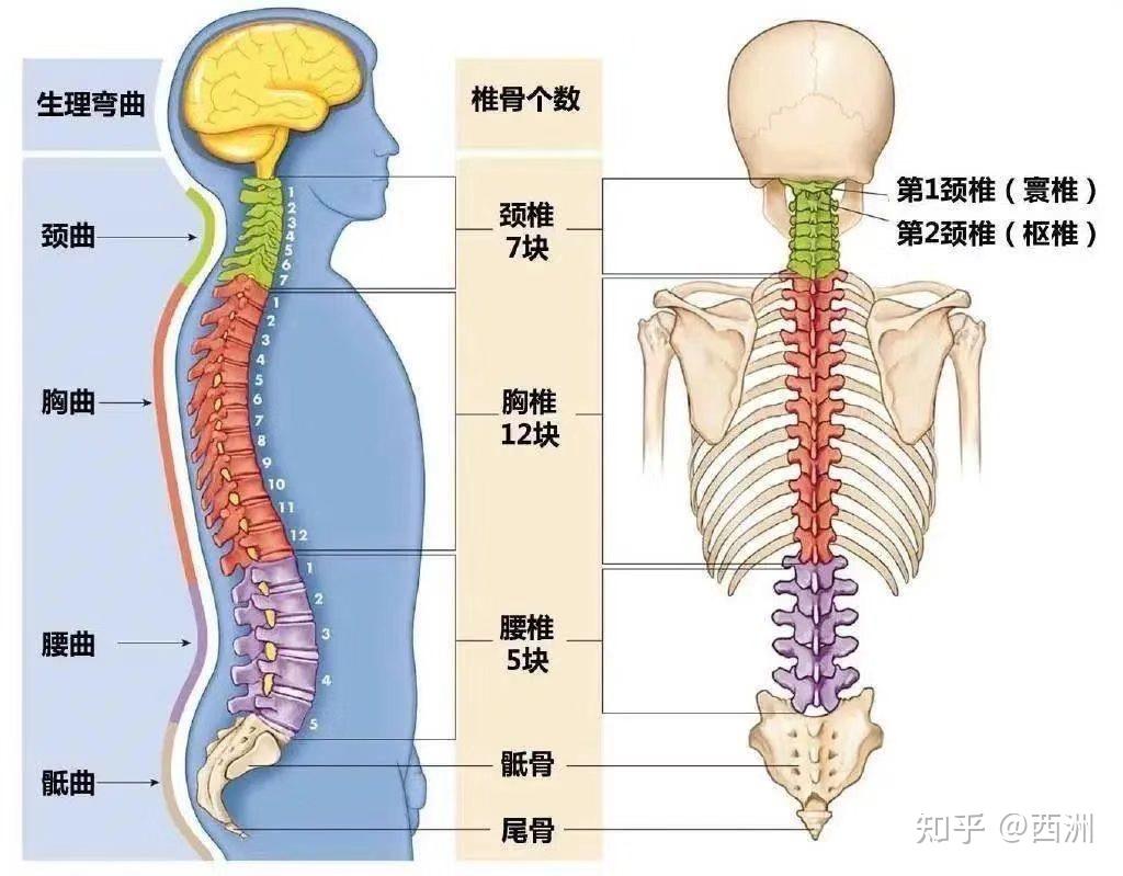 一,正常脊柱解剖结构