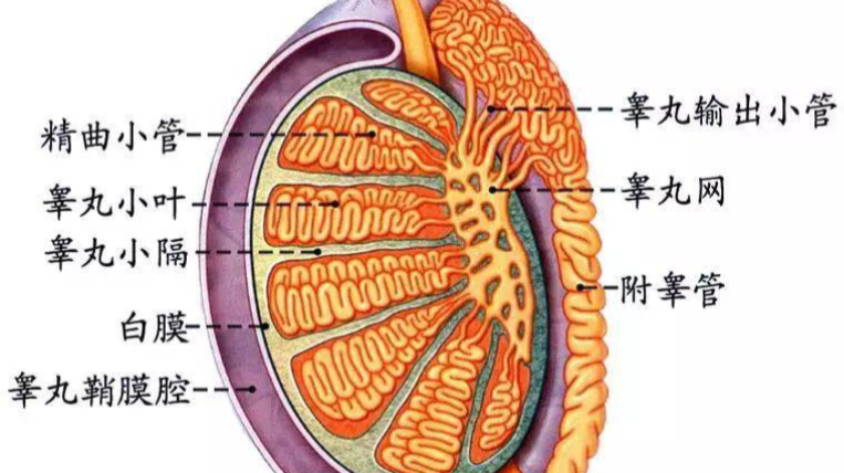 泌尿生殖系感染治不好的隐藏原因，b超、ct、核磁控振都无法查出的细微病灶和组织病变 - 知乎