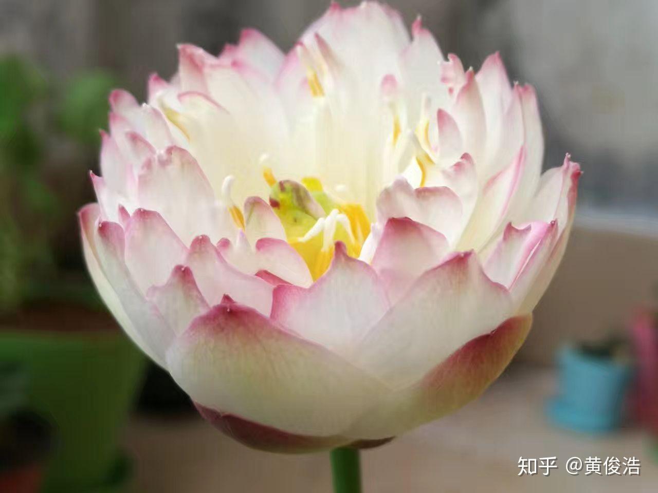 v2-579f0a52b722ff060d8352c6b7db8b0b_r.jpg