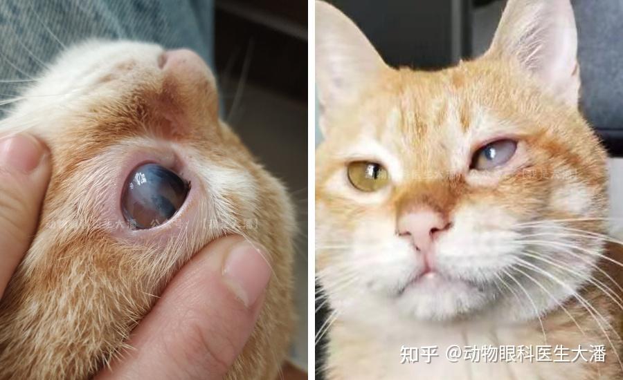 猫大泡性角膜炎猫角膜水肿的保守治疗
