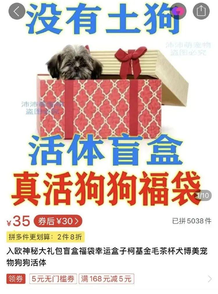 踩在宠物尸体上的活体盲盒并不可爱