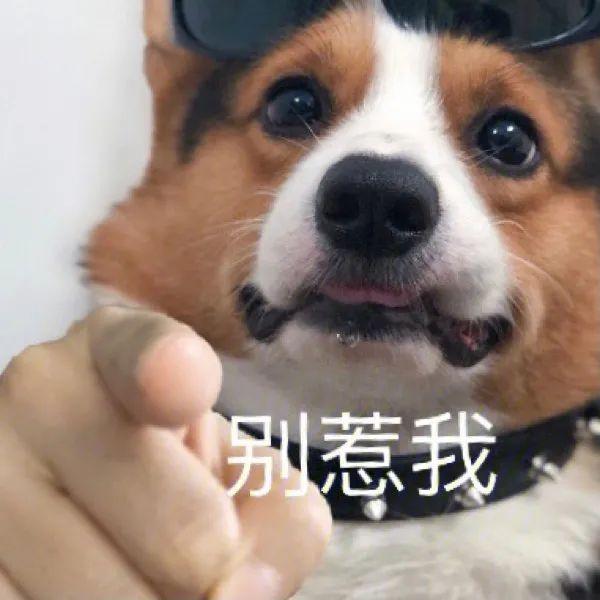 一个狗用手指指人表情图片