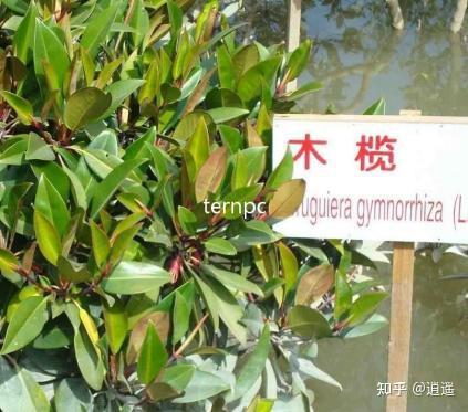 显胎生树种——木榄植物非试管高效快繁 - 知乎