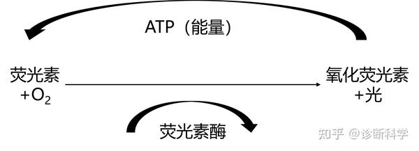 免疫 | 了解化学发光的机制和应用 - 知乎