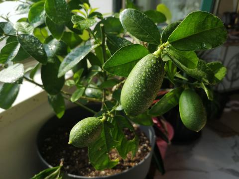 自从这棵香水柠檬不断挂果之后,对于室内种植柠檬树有了信心,前一阵