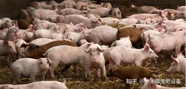 穷人养殖业什么最稳 养牛一般一头牛一年赚多少钱