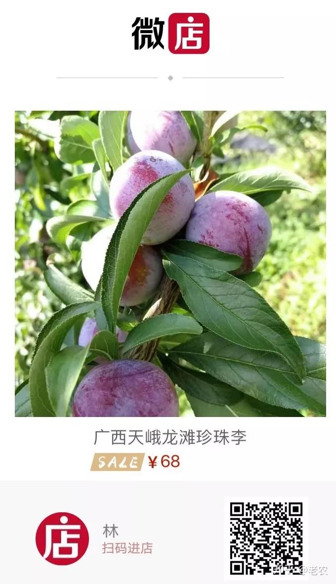 地球上没有人比她尊贵李族皇后珍珠李