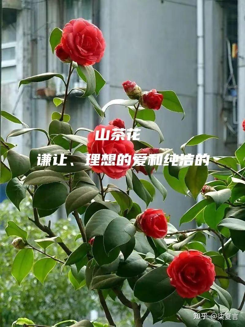 你被哪种花的花语惊艳到了呢