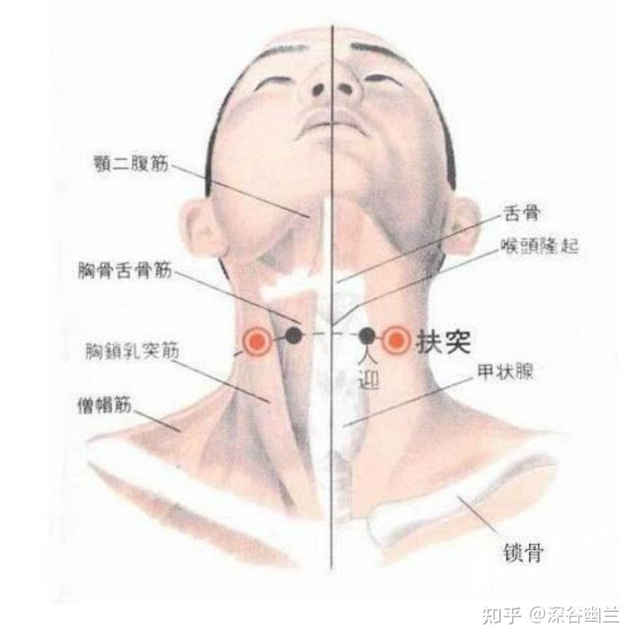 喉结的准确位置图片图片