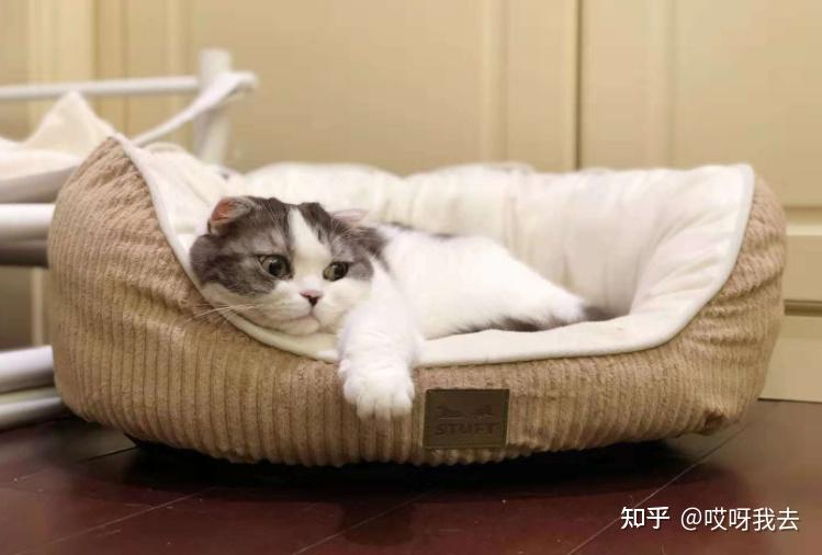 养猫和不养猫的人,生活差距有多大? - 知乎