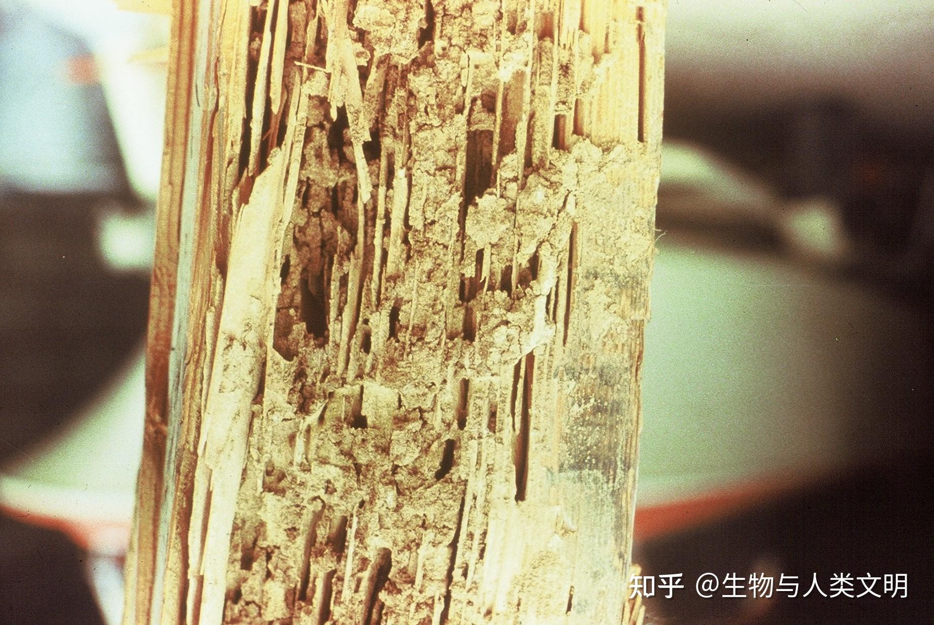 【动物界全系列】等翅下目—木白蚁科(上):树白蚁 - 知乎