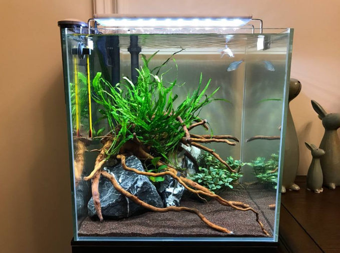 如何只花三五百块钱开个精致小鱼缸我来给你配清单都列好了