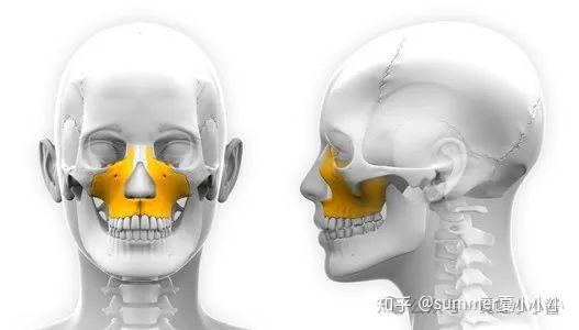 舌头贴上颚,能让鼻基底变高、脸变立体变好看? - 知乎