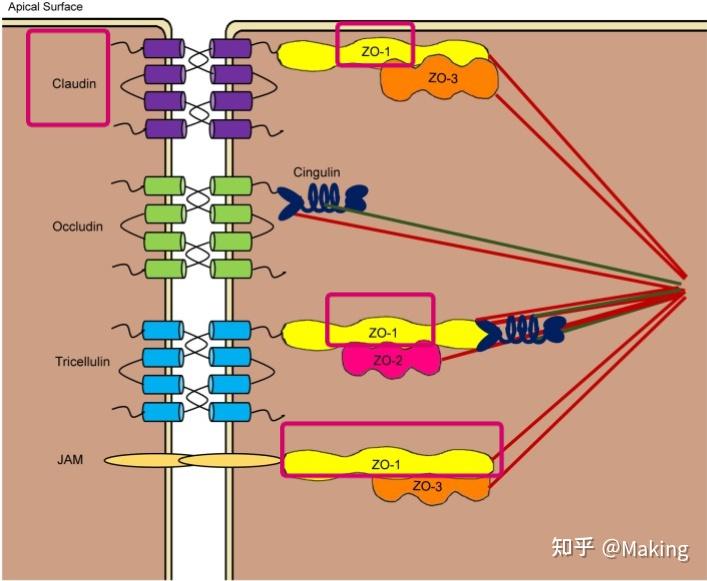 我们知道紧密连接由跨膜蛋白组成,如claudins,ocludin,连接粘附分子