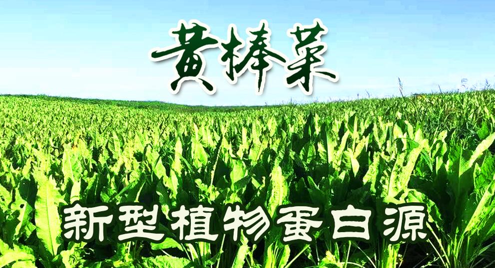 黄棒菜百科图片