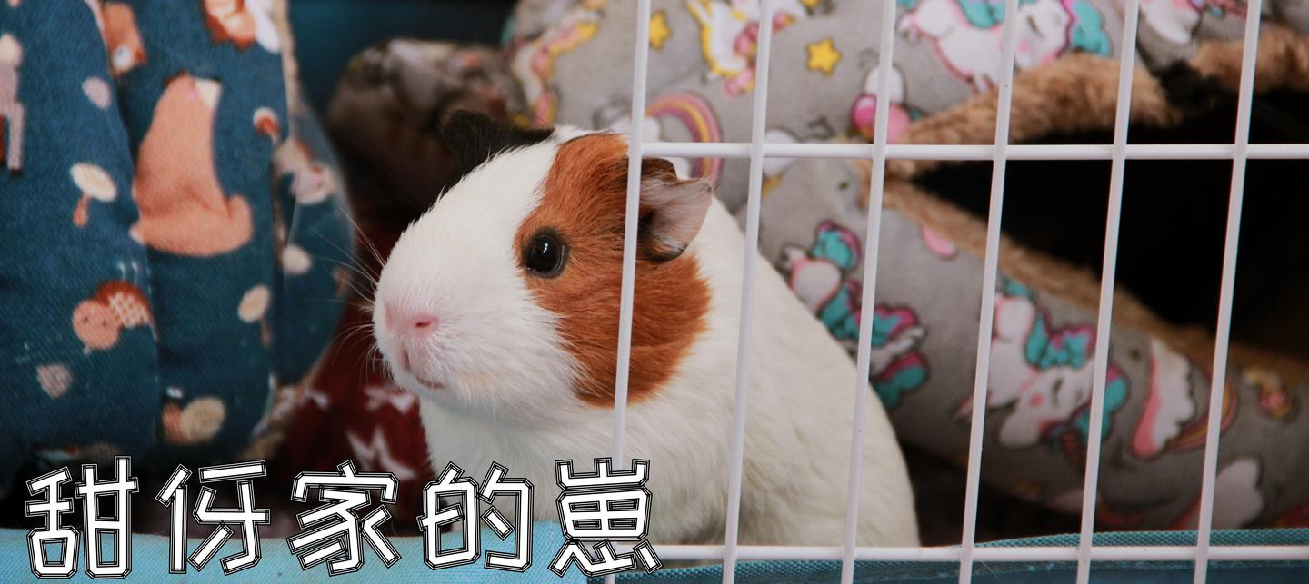 猪猪哪些蔬菜不能吃 荷兰猪饮食科普之蔬菜篇 知乎 猪猪哪些蔬菜不能吃 荷兰猪饮食科普之蔬菜篇 知乎