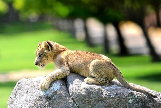 西班牙动物园四头狮子确诊新冠 全球动物园第二例