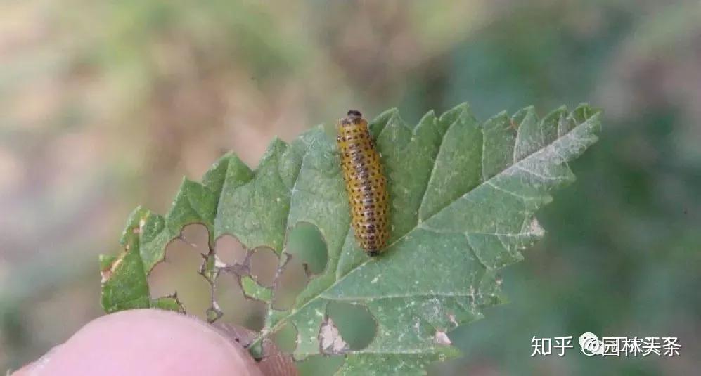 寄主植物:榆树,垂柳,旱柳,地锦,葡萄,牡丹,芍药等.