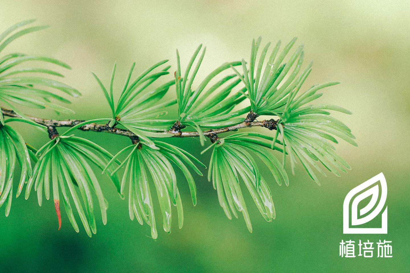 植培施 金钱松pseudolarix Amabils 针叶树类栽培手册 知乎 植培施 金钱松pseudolarix Amabils 针叶树类栽培手册 知乎