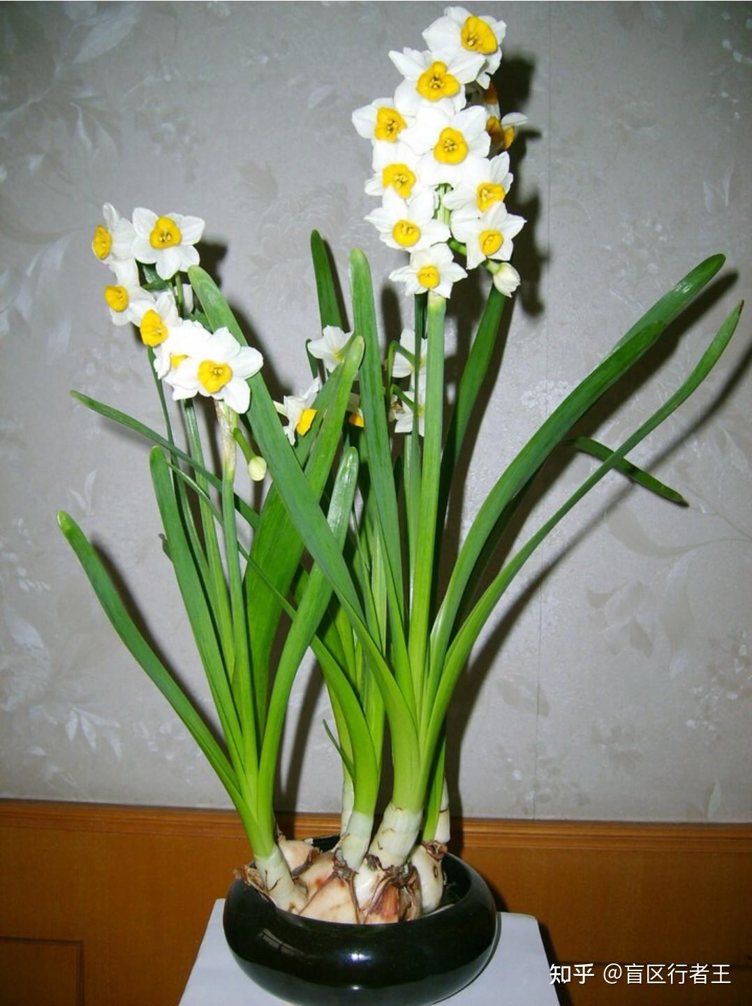 【Python入门算法13】如何寻找传说中的水仙花数 Narcissistic Number？ - 知乎