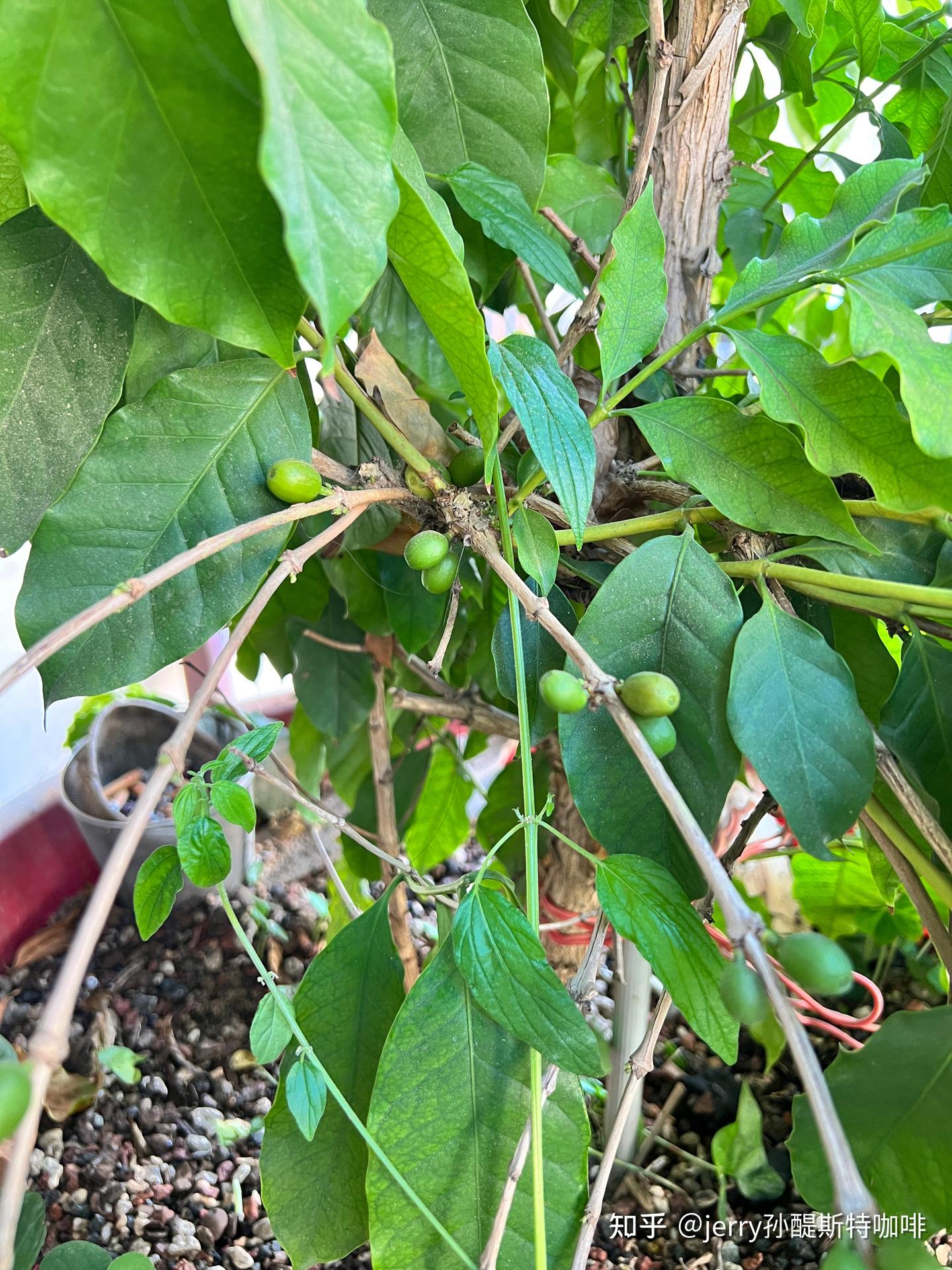 一亩地的咖啡产值- 知乎