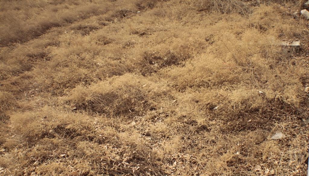 冬天草坪枯黄,如何科学治理呢?