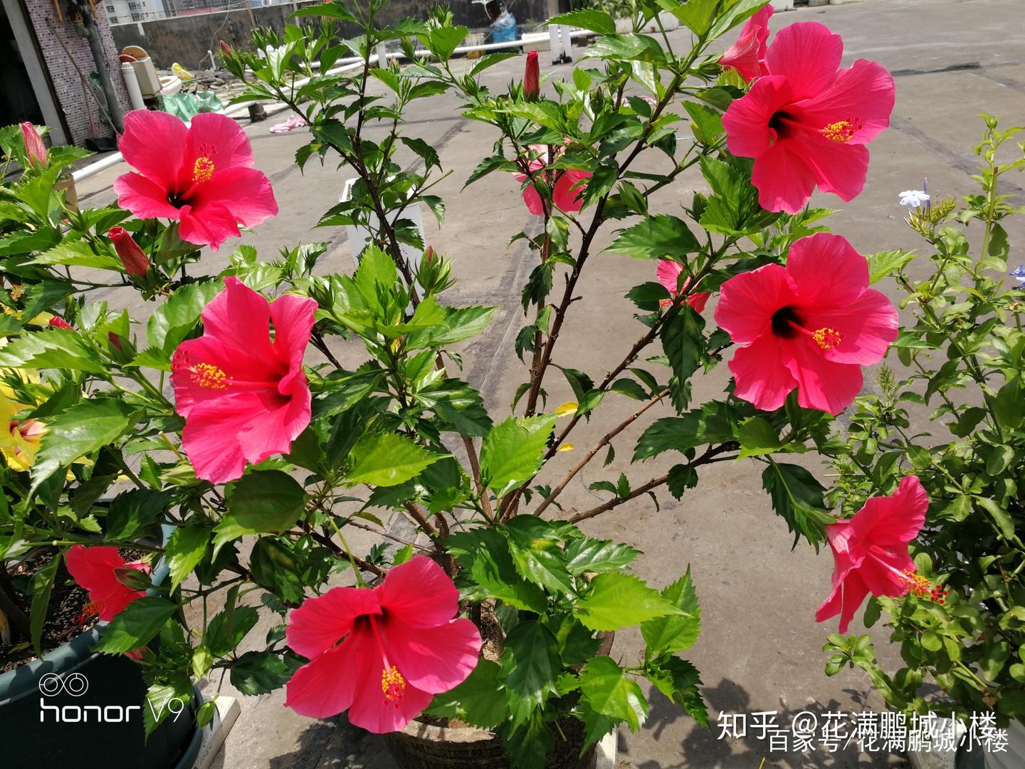 朱瑾花——花大艳丽又皮实耐晒 - 知乎