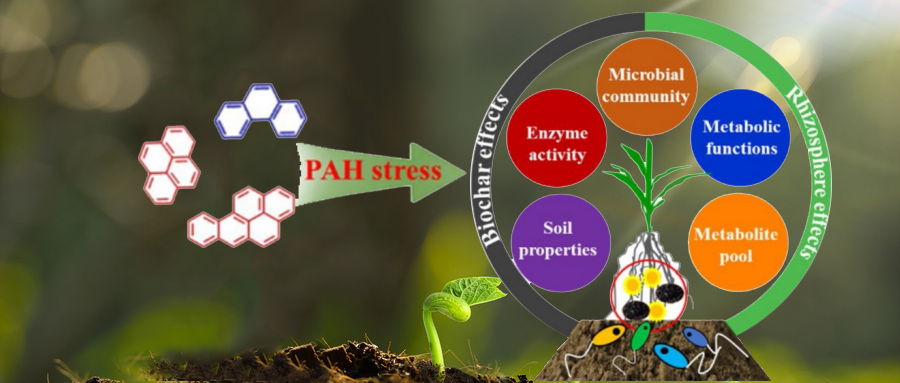 新突破生物炭和根际或可治理土壤多环芳烃pah污染