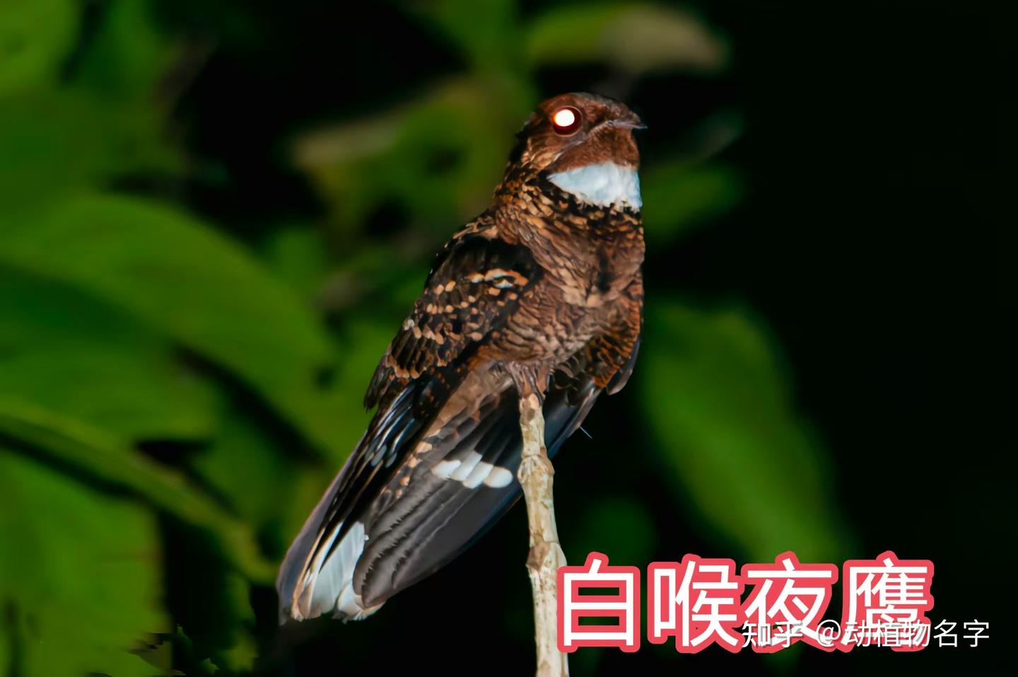89图带你走进夜鹰目鸟类的世界 - 知乎