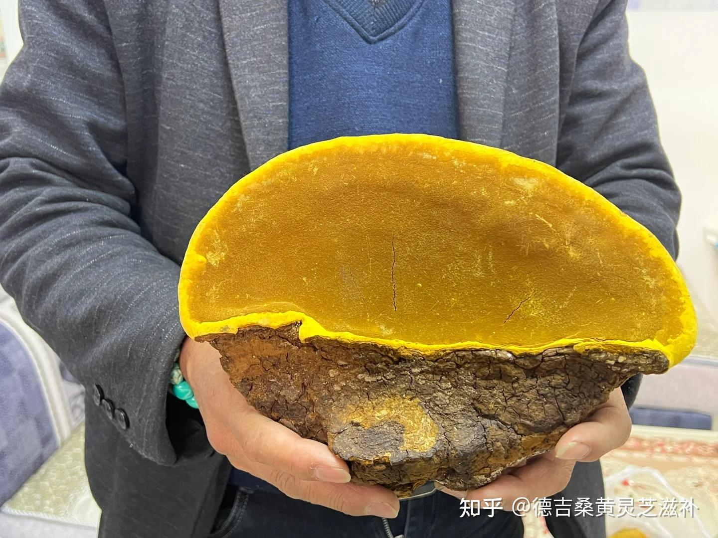 桑黄怎么看年份，老藏民告诉你方法 - 知乎